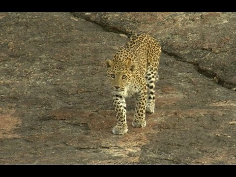 Living with leopards - A 'Sanjay Gandhi National Park, Mumbai' Experience