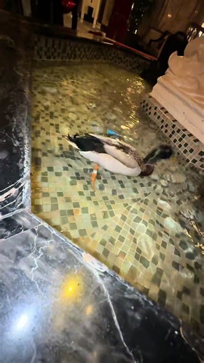 Encountering a Real-Life Duck Up Close