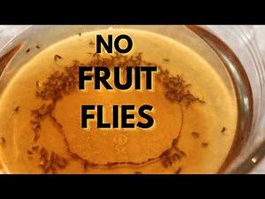 How I Got Rid of Fruit Flies for Good