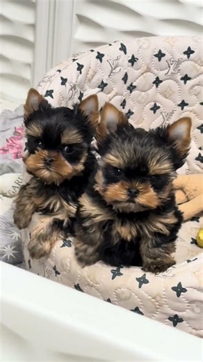 Babydoll Yorkie breeder