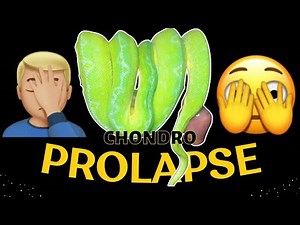 Green Tree Python Prolapse