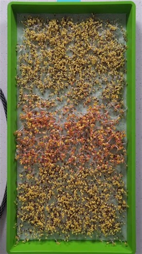 📢 News flash: you’re making growing your own greens harder than it needs to be… You don’t need soil. You don’t need a big garden. And you definitely don’t need to wait for the right season. 🌱 Just grow microgreens indoors — simple, fast, and nutrient-rich. #Hydroponics #Hydroponic #GrowIndoors #Microgreens #GrowYourOwnFood #IndoorGrow #SoilFreeGrowing #OnTheGrow #HomeGrownGreens #UrbanGardening #NewsFlash | On The Grow