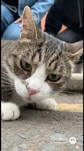 Scammer Cat Busted!!🐱🚗