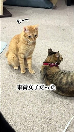 チャイさんの暮らし59。#保護猫