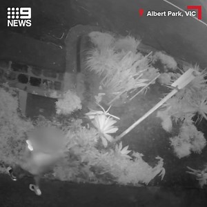 A Melbourne man noticed a little more fertiliser than usual in his garden yesterday morning. Shocking CCTV footage revealed a "poo jogger" defecating in his garden bed, despite being metres away from a public toilet. Read more: http://9Soci.al/uSxf30qJYxq #9News | 9 News Gold Coast