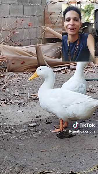 Pato Pekín, alguna información necesaria. #patopekin #patos #consejosutiles #geneticacriolla #granjaavicola #animalesdegranja #avesdecorral #maracay #valencia #carabobo #avicultura #galpon #aves #produccion #agropecuaria