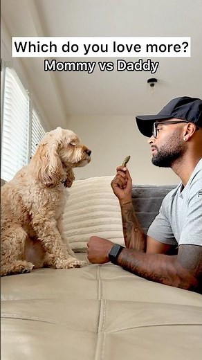 Mini Cockapoo Picks Between Treats or Her Parents 😳