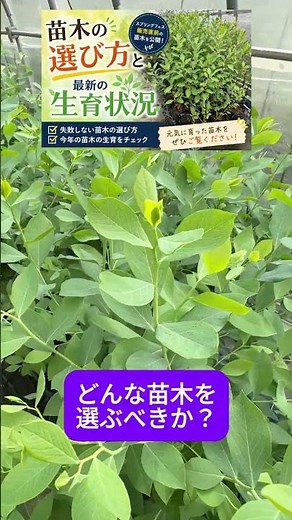 Buyers, check this out | Seedlings on display just before sale