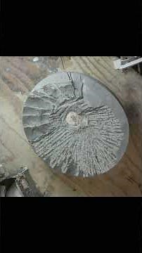 Largest EVER Crab Concretion Washington!!! #fossilcollecting #ancientrelics #fossilprep