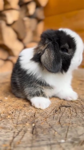 A beautiful girl Mini lop baby ready for a new home She's just so sweet 😍 Age 4 weeks old #holyflockrach | Holy Flock Rach