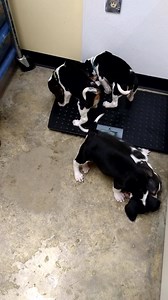 17K views · 306 reactions | **adopters have been chosen** Now taking...