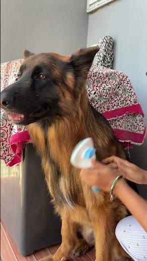 German shepherd Grooming at Home! Friendly GSD! Brushing! Training
