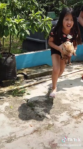 Adorable Micro Pig Escapes in Bikini | Bayi Babi Kabur