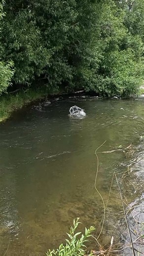 Marcus on Instagram: "Big rainbow trout!! This is my biggest from this stream. I could swear it was a 4lb brown trout but @horsleyfishingnz was right, it was a monster rainbow feeding in this stream. After a lot of rain it was high and dirty with very little sight fishing opportunities, but when watching the pool for signs of fish we saw a big tail appear from time to time. After hooking her briefly on a dry I persevered with a nymph and managed a 2nd hook up. She battled hard down stream and I 