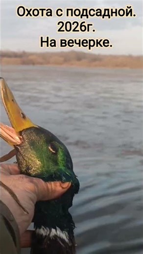 Hunting with a decoy duck in the evening. 2026. #hunting #huntingwithdecoy #decoy #ducks #hunter ...