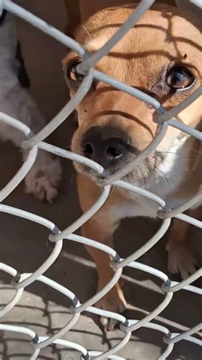 Cutest Yorkie Puppies at an Albuquerque Shelter 🐶❤️ | Tiny Yorkies Looking for Homes #Shorts