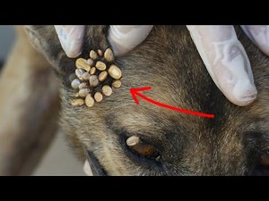 ヘルプ救助犬の削除は、犬の耳からダニ Help rescue dog remove ticks from dog Ep26