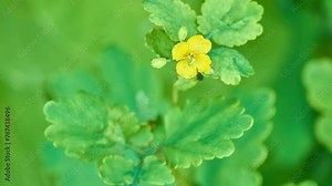 Chelidonium majus, the greater celandine, is a perennial herbaceous flowering plant in the poppy family Papaveraceae. One of two species in the genus Chelidonium, it is native to Europe.