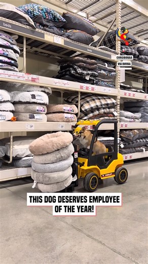 Dog is driving a mini forklift around PetSmart! | The Macaw