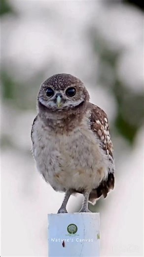 Little Night Explorer – The Fascinating Life of an Owl #ytshorts #wildlife #vibrantbirds #birds