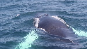 248K views · 8.8K reactions | We escaped the oppressive heat and...