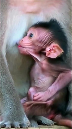 Cute Little Baby Monkey Chatting with Others – So Sweet! 🐒❤️