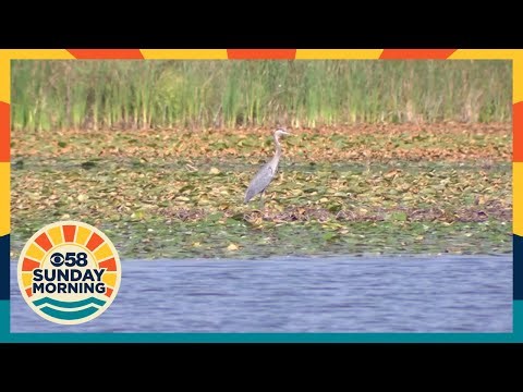 Boating through Wisconsin's historic Horicon Marsh