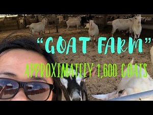 GOAT FARM NEW ZEALAND🐐 #goatfarm