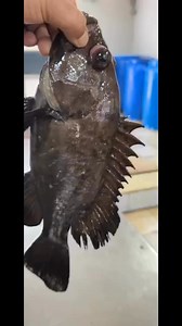 60K views · 984 reactions | مارينا للأسماك والرخويات | مارينا للأسماك والرخويات | Facebook