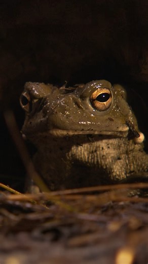 National Geographic Science on Instagram: "Did you know hallucinogenic substances aren’t limited to plants? 🌱 Called "psychofauna," some animals carry or produce mind-altering chemicals that cause hallucinations or disorientation—effects that scientists believe may serve a defensive role. Find out more about "psychofauna" at the link in bio. Host: @sarahgibbens"