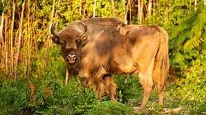Bison Return To The Wild In The UK For First Time In Thousands Of Years