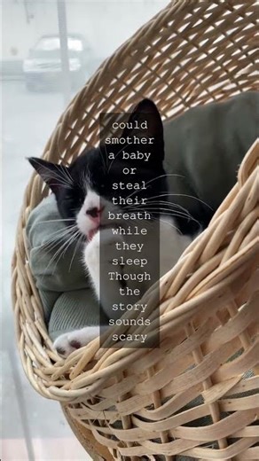 The Legend of Lilith and the Cats Shadow In SpanishJewish folklore theres a tale about...