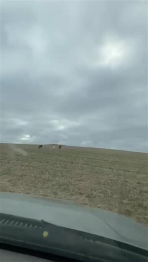 Beautiful Animals Grazing in a Serene Open Field