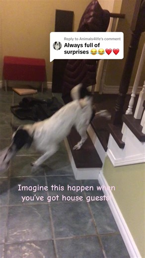 Hilarious Dog Steals Underwear from House Guests