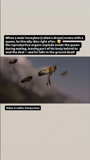Honey Bees Mating! | #trending #biology #honey #honeybees