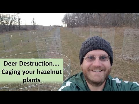 Deer Destruction.....caging your hazelnut plants
