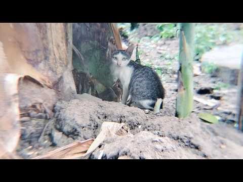 A Quiet Cat Sheltering Under a Banana Tree During Rain 🌧️ A Peaceful Nature Moment Video
