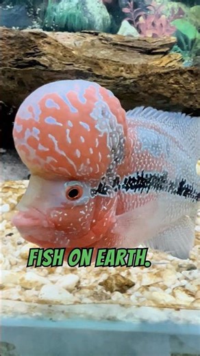 African Cichlid Fish. Beautiful and Vibrant.