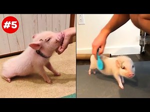 Cute Mini Pig Videos that I Found #5