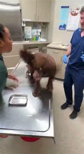 Dramatic Boykin Spaniel Becomes a Curly Brown Tornado Over Vaccine
