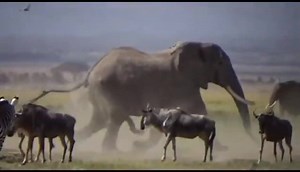 Amazing Elephant and Zebra Herd in the Savannah