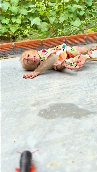 You won’t believe why the monkey ran away so suddenly #shortvideo #millipede #monkey