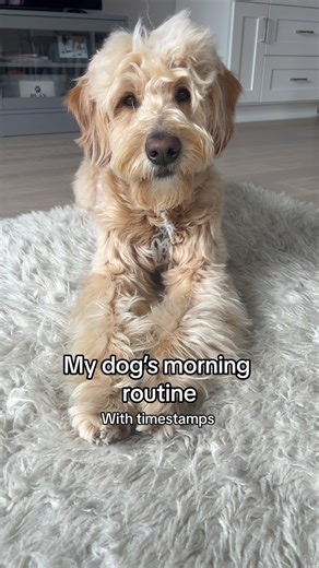 My dog has a full productive day before most people wake up 💁🏻‍♀️ #dogs #morningroutine #goldendoodle #dogmom | Me • My Doods • and • I
