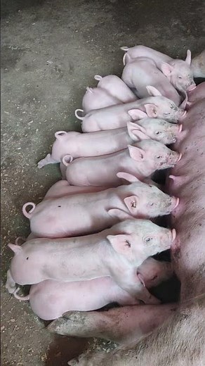 Adorable Piglets Nursing from Mother - Cute and Fun Farm Sounds!