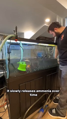 Fish Poop Does NOT Contain Ammonia