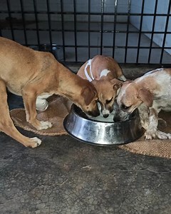 Rescue of the adorable Dog with a Crushed front leg. | Multiple Fractures Rescue of an adorable puppy with a Broken Front leg. | Dog Kindness