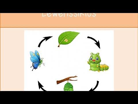 Graad R Skoenlappers