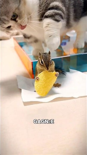 L'Écureuil le plus MALIN du monde