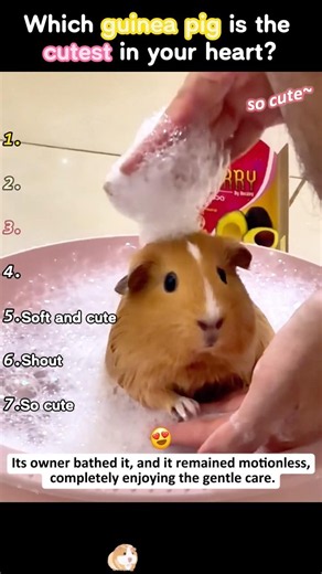 Cute little guinea pig #funny #cute #love #fyp #ranked