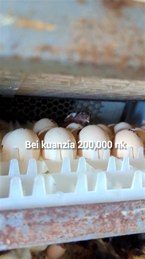 Mashine za Kutotoleshea Mayai (Incubator) Kuanzia Mayai 30 hadi 5000 Unasubiri nini? Tuna mashine za kisasa zinazototolesha mayai kwa ufanisi mkubwa ✔️ Zinatumia umeme wa Tanesco, solar au battery ✔️ Uwezo wa kugeuza mayai moja kwa moja (Automatic turning) ✔️ Zenye digital control – joto na unyevu vinadhibitiwa kwa usahihi ✔️ Tija ya kutotolesha hadi 98% Chagua uwezo unaokufaa: Mayai 30 – kwa wanaoanza Mayai 60, 120, 264, 352 – kwa wafugaji wa kati Mayai 500, 1056, 2112 hadi 5000 – kwa wanaotaka